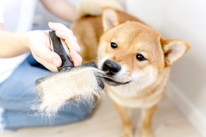 ブラシのにおいを嗅ぐ柴犬