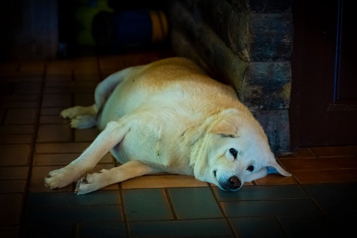 太った犬