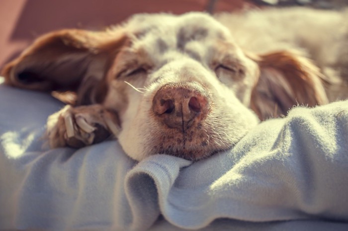 眠っている犬