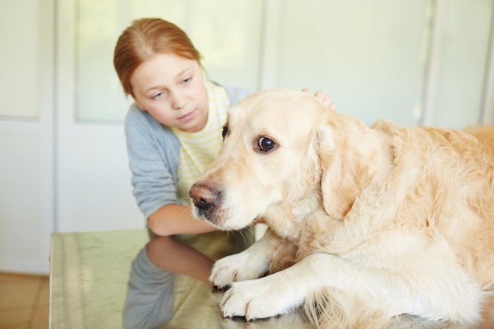 心配そうに見つめる女の子と犬