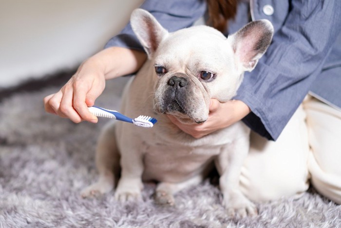 歯磨きを嫌がる犬