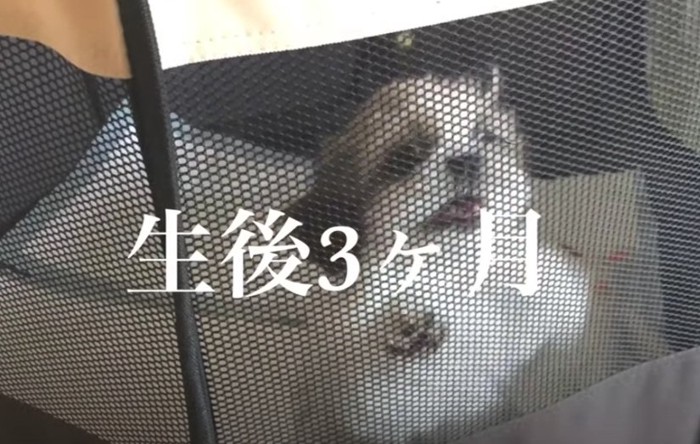 生後3ヵ月のはに丸さん