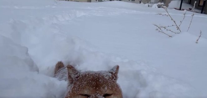 可愛すぎる表情