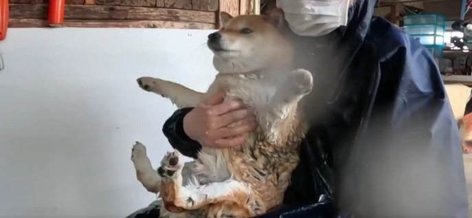 柴犬