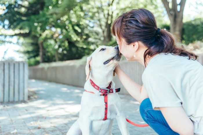 女性の顔を舐めるレトリーバー、赤いハーネスと首輪