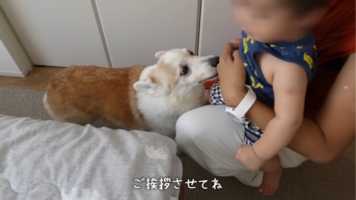 赤ちゃんを見つめる犬