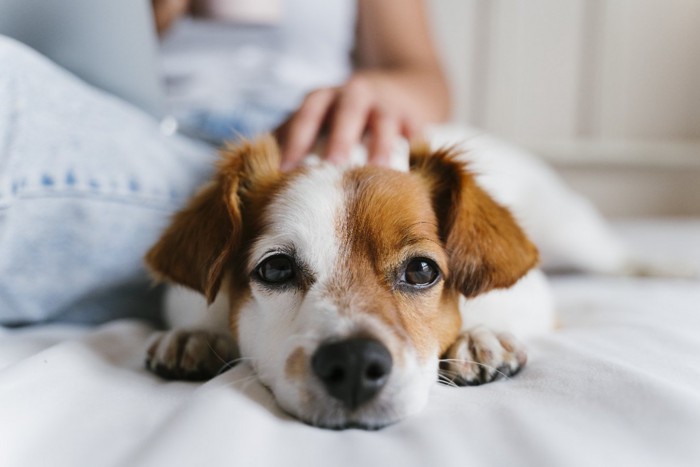 女性に体をくっつけてくつろぐ犬