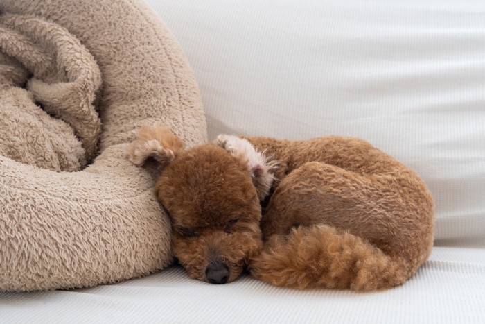 犬用ベッドにもたれて眠るプードル