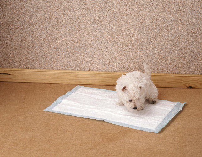 9209619 室内に置かれたトイレシートの上にいる犬