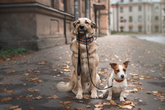 犬が犬をお散歩