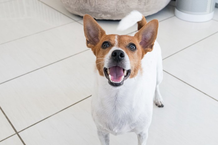 笑顔で見上げる犬