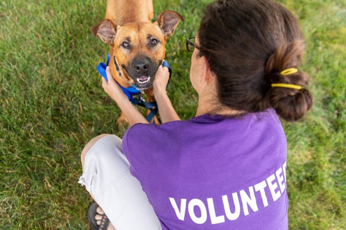 ボランティアの女性に撫でられる保護施設の犬