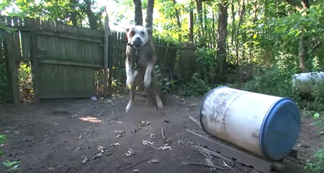 垂直にとび上がる犬