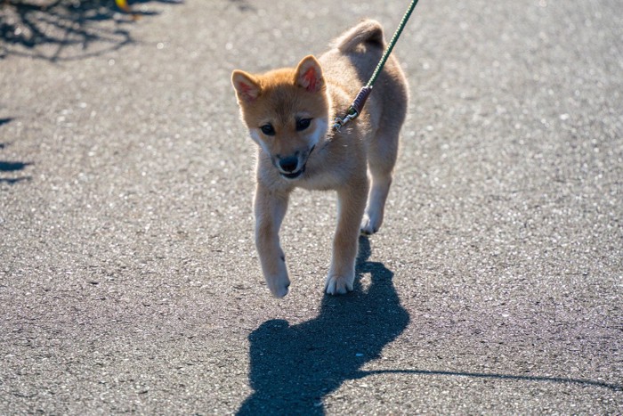 アスファルトに影、散歩する柴犬