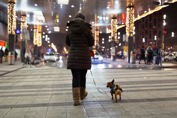 夜に散歩する飼い主と犬