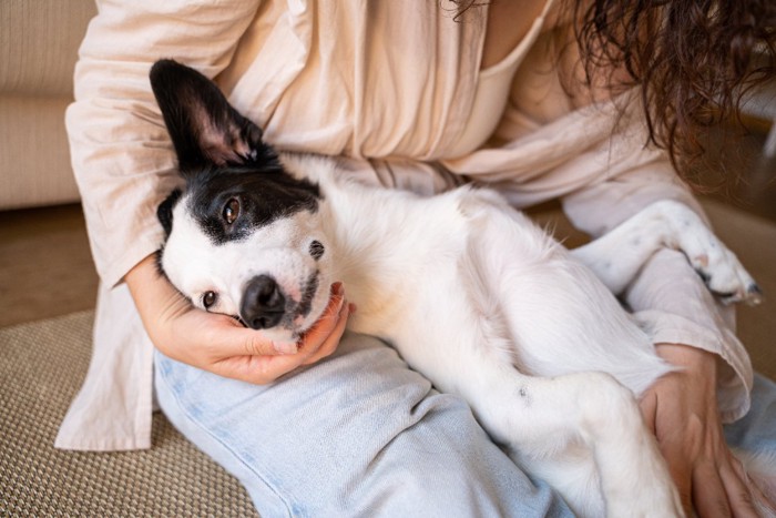 飼い主の足の上でくつろぐ犬