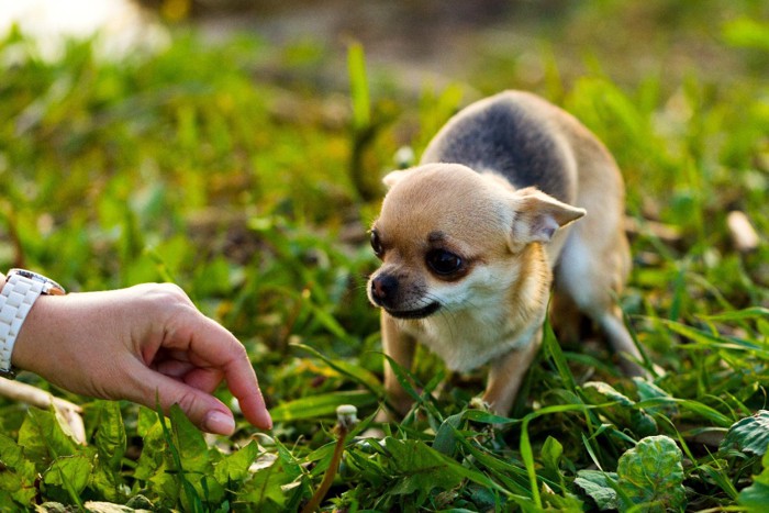 人の手に怯える犬