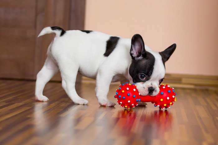 子犬のフレンチブルドッグ