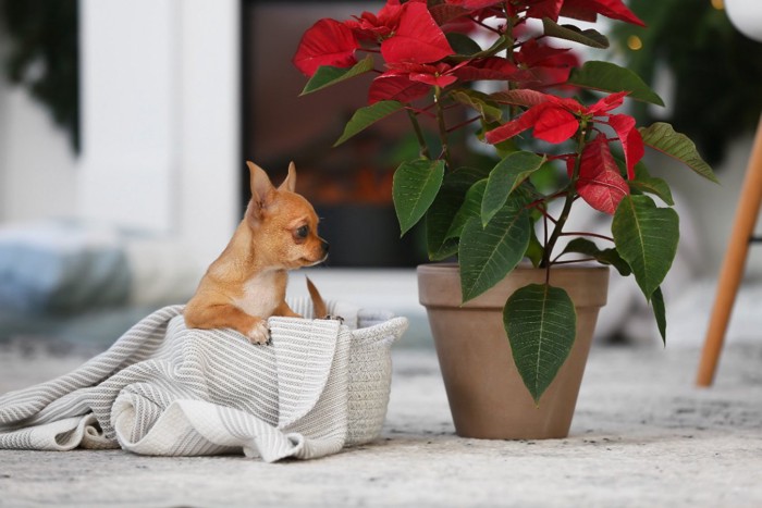 ポインセチアを見る犬