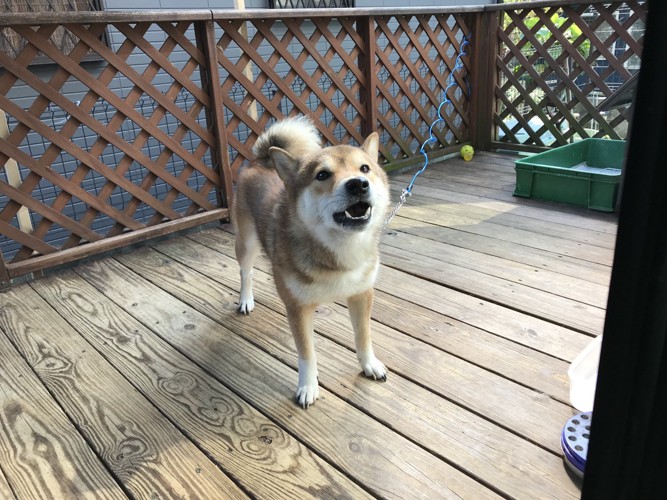 ウッドデッキに芝犬