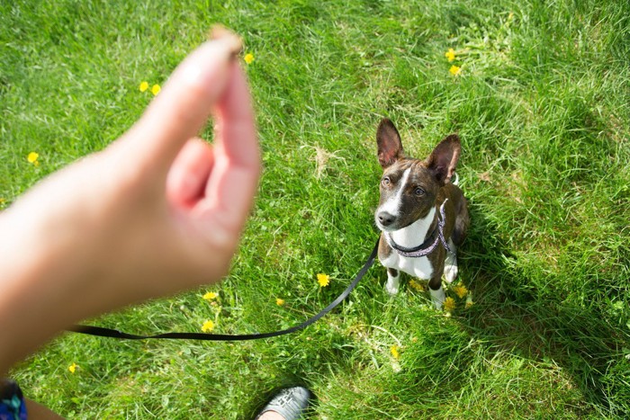 オテを噛もうとする柴犬