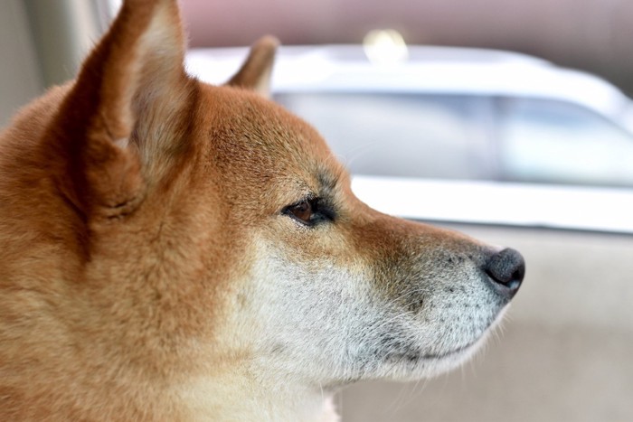 無表情の柴犬の横顔