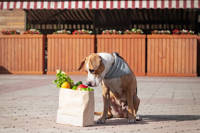 野菜の入った紙袋を覗き込む犬