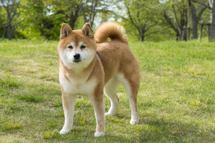 草原に立つ柴犬