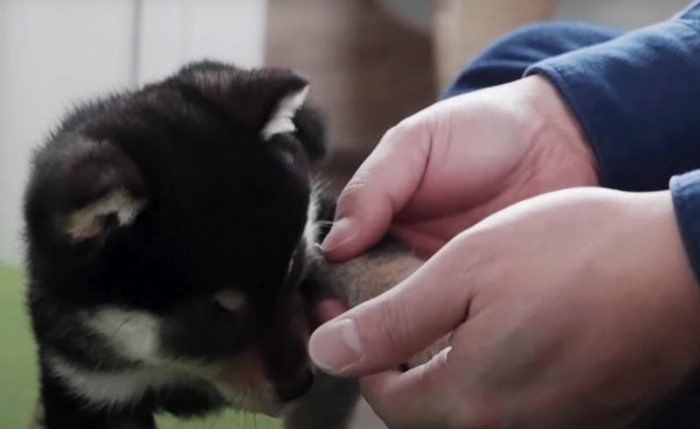 お手の練習をする犬