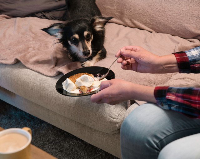 ケーキを狙う犬