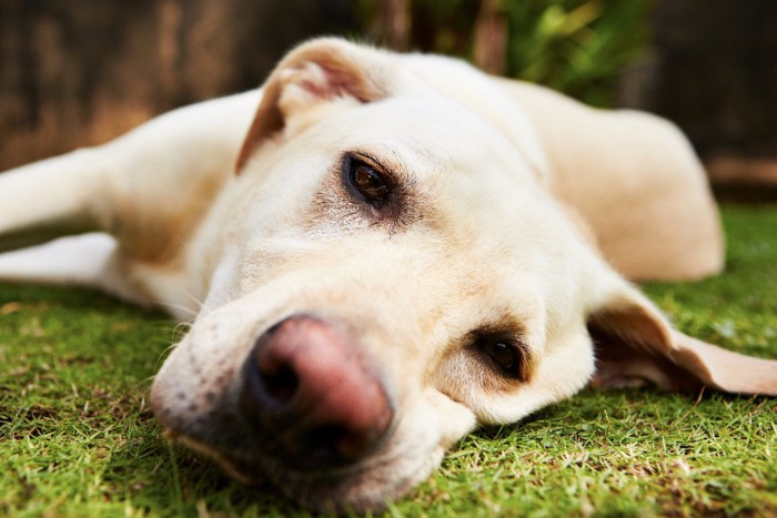 疲れた表情の犬