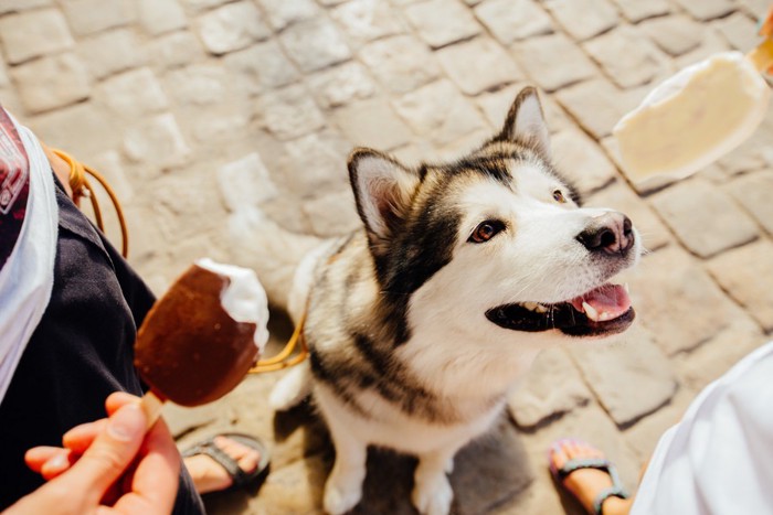 チョコアイスを見つめるハスキー犬