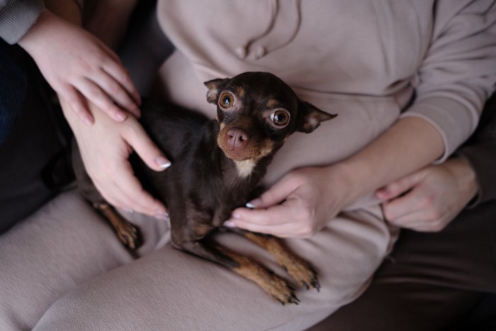 膝の上の犬