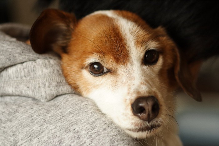 人に寄り掛かる犬