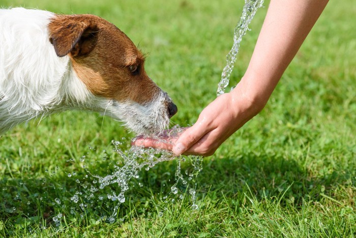 水を飲んでいる犬