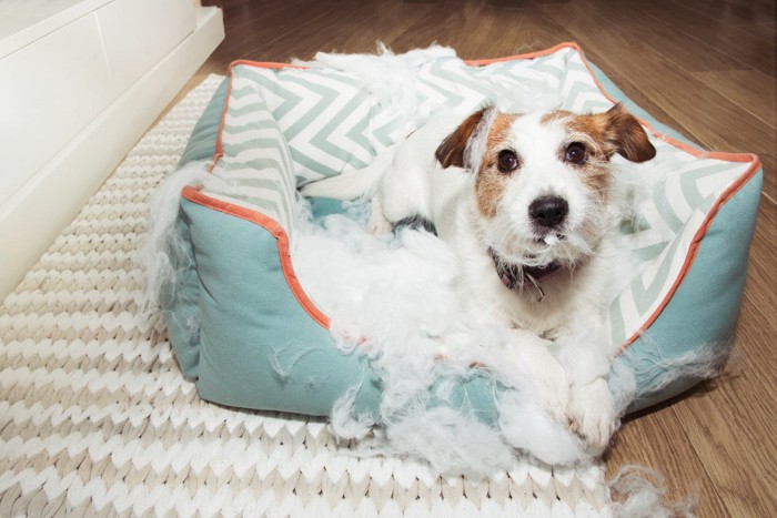 ベッドをボロボロにする犬