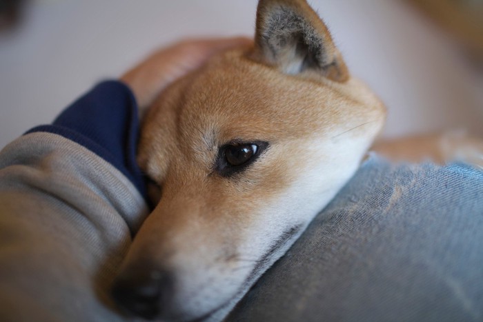 飼い主の膝に顔を乗せる柴犬のアップ