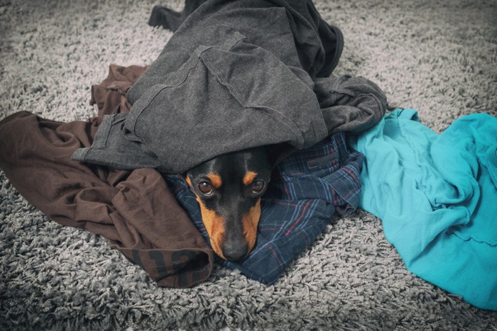 飼い主の服に潜り込むダックスフント