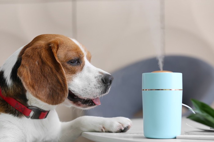 ビーグルと青い卓上タイプの加湿器