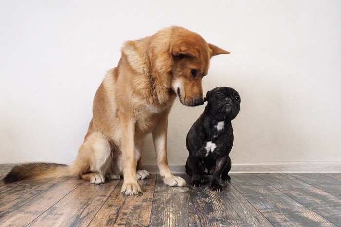 大きな犬に近寄られて嫌そうな小さい犬