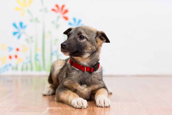 首輪をつけている子犬