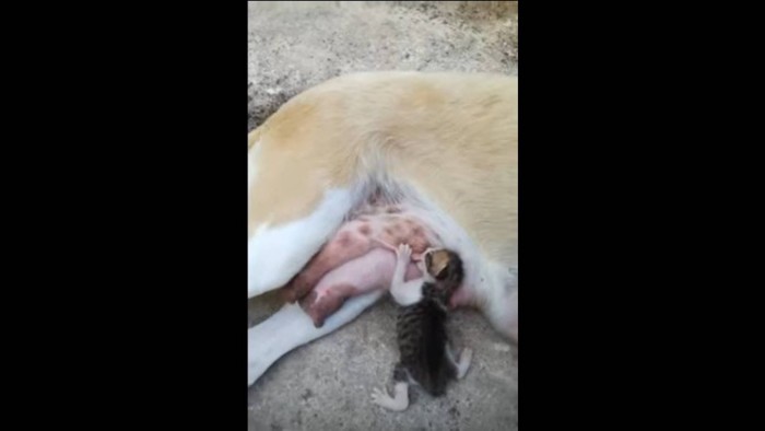 乳首に吸い付く子猫1