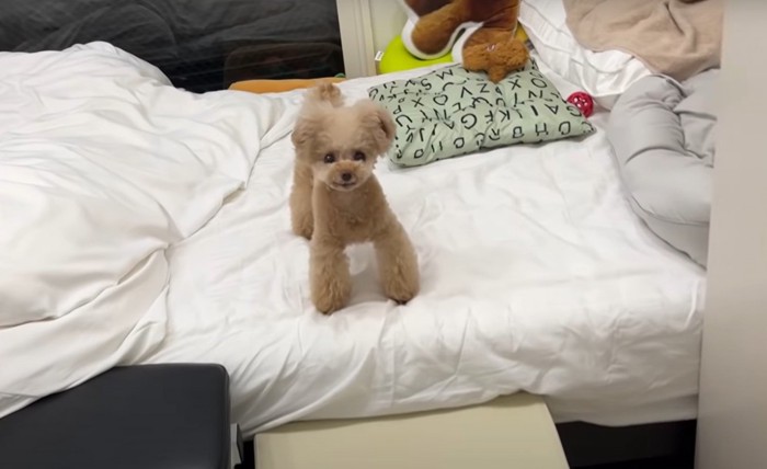 ベッドに乗る犬
