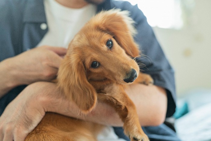 男性に抱っこされる犬