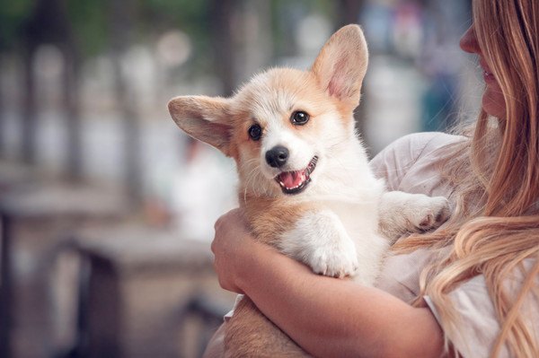 抱っこされるコーギーの子犬