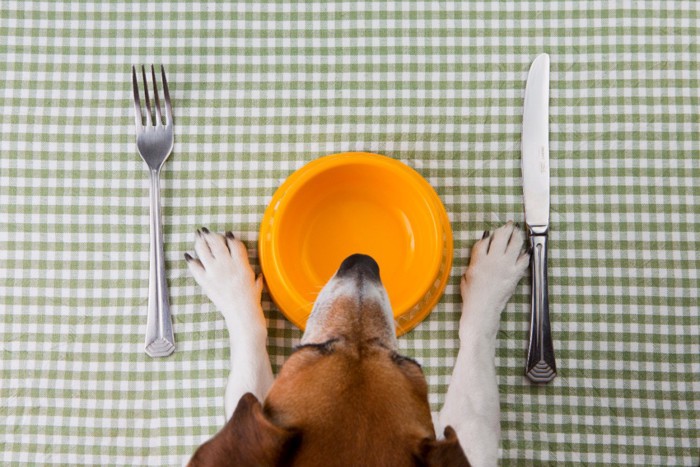 犬と食器