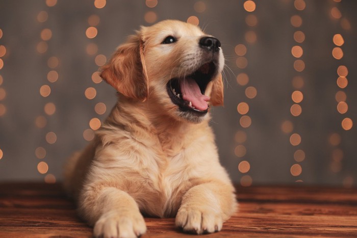 吠える子犬