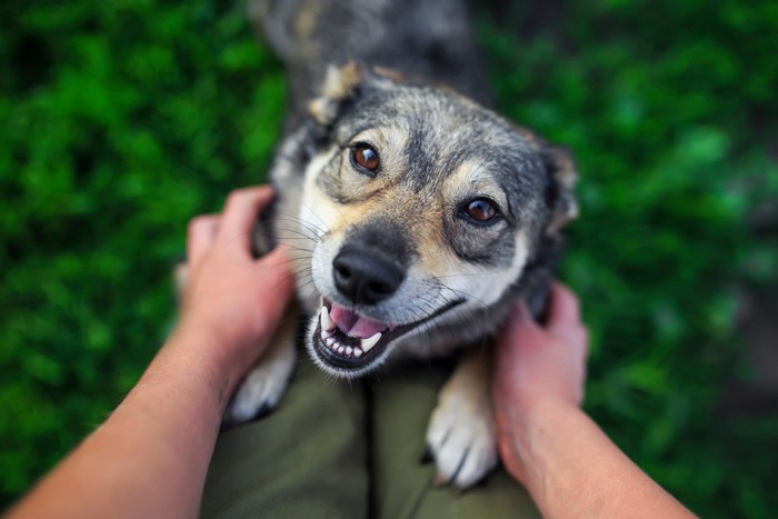 膝に両手を乗せる笑顔の犬