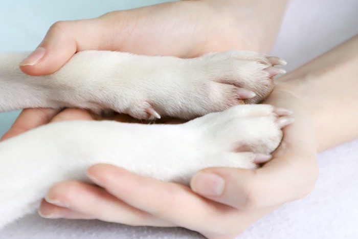 犬の手と人の手