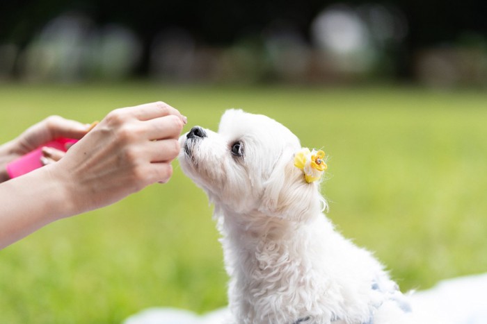 おやつをもらう犬